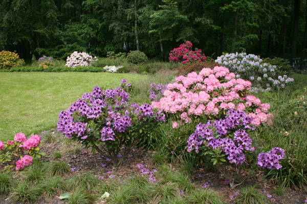 Rhododendron Gartengestaltung