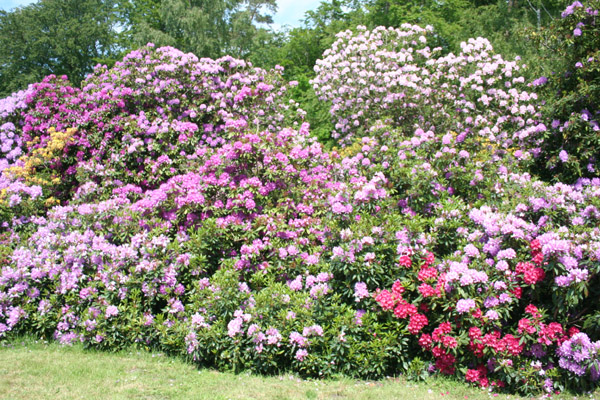 Rhododendron Vielfalt