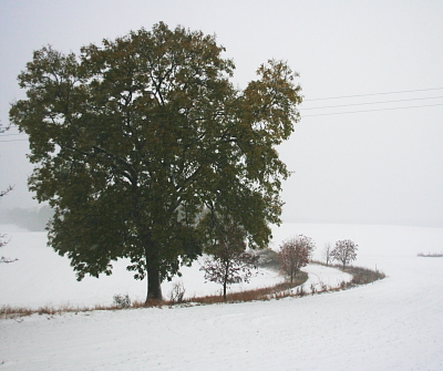 Schnee im November - Foto: 04.11.09